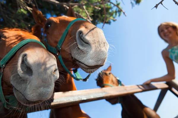Ló és a szőke lány a paddock a nyár — Stock Fotó