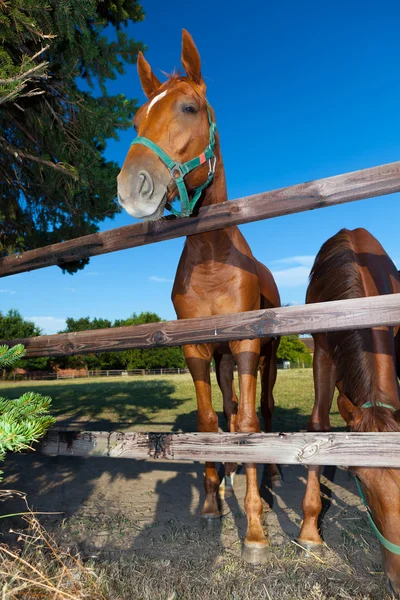 Két ló karámban — Stock Fotó