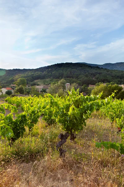 stock image Hill With Vineyard In France