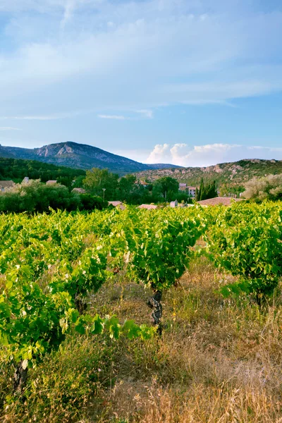 Hill With Vineyard In France — Stock Photo, Image