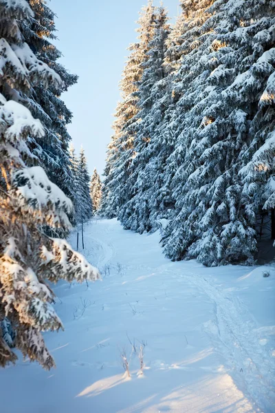 Winterwald im Harz, Deutschland — Stockfoto