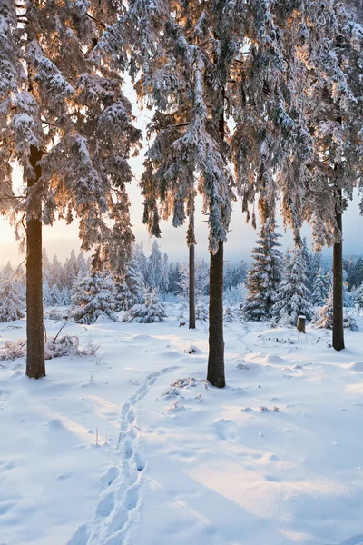 Bosque de invierno en las montañas de Harz, Alemania —  Fotos de Stock
