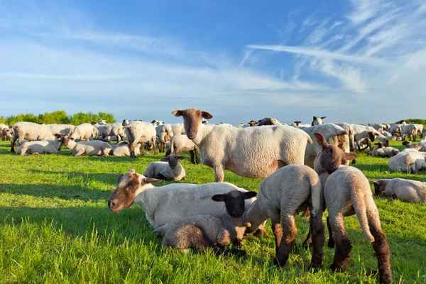 A summer landscape and herd sheep — Stock Photo, Image