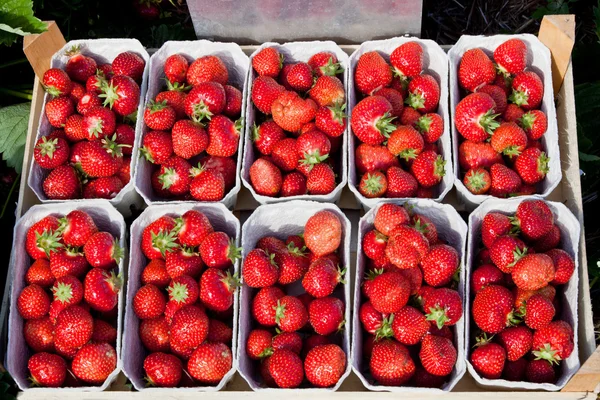 신선 한 유기농 딸기를 클로즈업 한 모습 — 스톡 사진