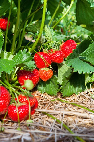 Sluitingen van verse biologische aardbeien — Stockfoto
