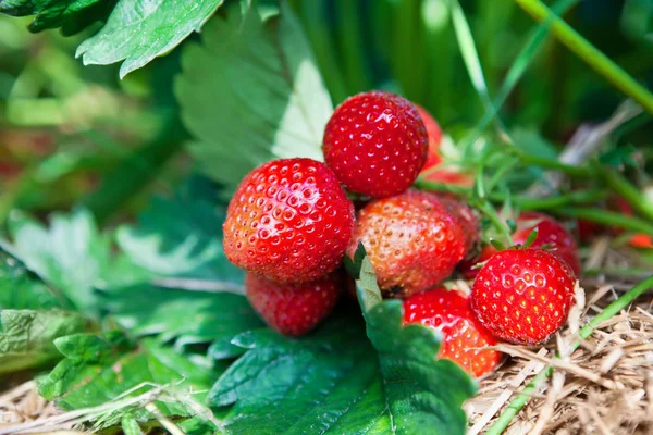 Primer plano de fresas orgánicas frescas — Foto de Stock