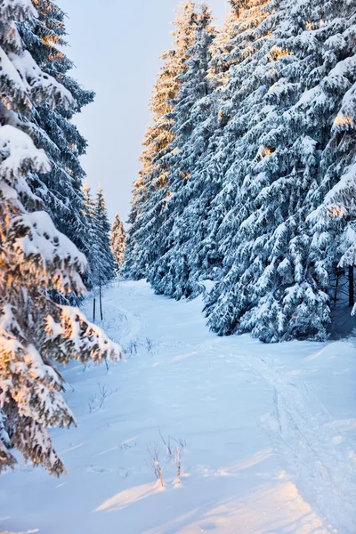 Téli erdő-harz-hegységben, Németország — Stock Fotó