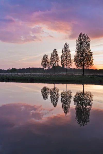 Leafless tree near lake on sunset — Stock Photo, Image