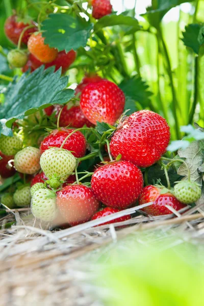 신선 한 유기농 딸기를 클로즈업 한 모습 — 스톡 사진