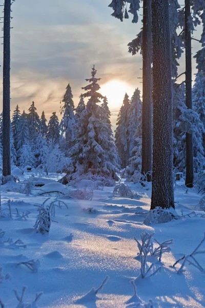 ป่าฤดูหนาวในเทือกเขาฮาร์ซ ประเทศเยอรมัน — ภาพถ่ายสต็อก