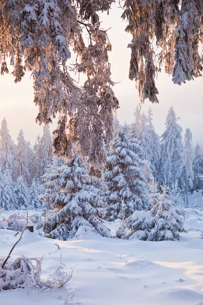 Χειμώνας δάσος, στα βουνά harz, Γερμανία — Φωτογραφία Αρχείου