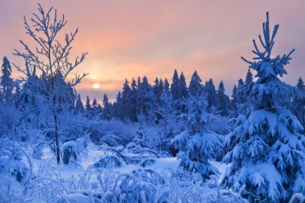 德国哈尔茨山区冬季森林 — 图库照片