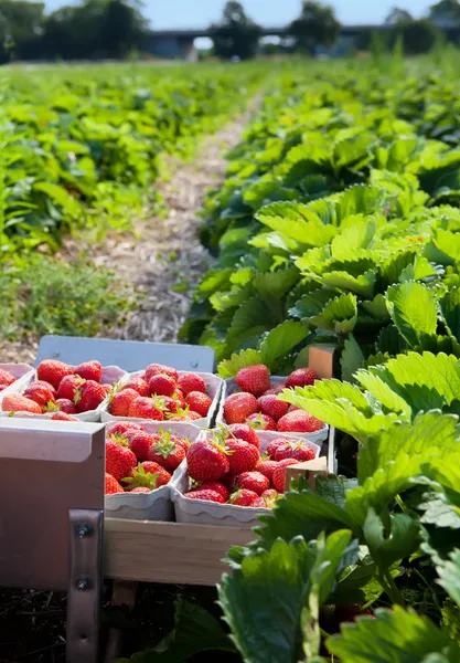 Zbliżenie świeżych organicznych truskawek — Zdjęcie stockowe