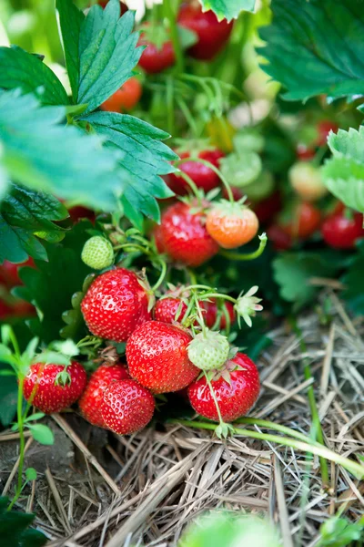 Closeup of fresh organic strawberries Royalty Free Stock Images