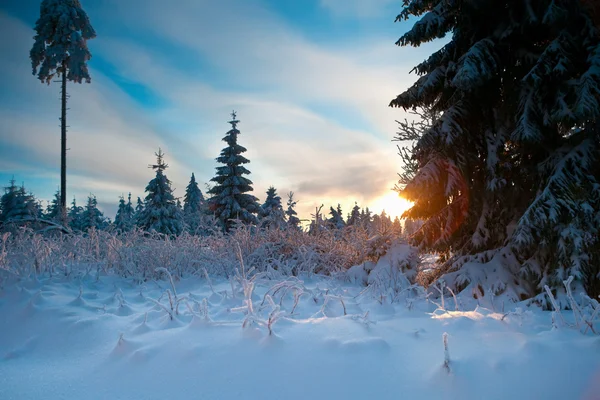 ドイツ ハルツ山地で冬の森 — ストック写真