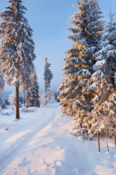 Foresta invernale nelle montagne di Harz, Germania — Foto Stock