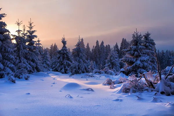 ป่าฤดูหนาวในเทือกเขาฮาร์ซ ประเทศเยอรมัน — ภาพถ่ายสต็อก