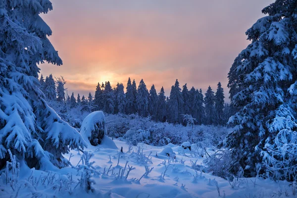 Bosque de invierno en las montañas de Harz, Alemania —  Fotos de Stock