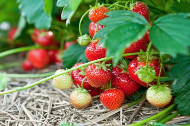 Closeup of fresh organic strawberries clipart