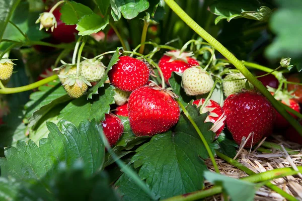 Nahaufnahme von frischen Bio-Erdbeeren — Stockfoto