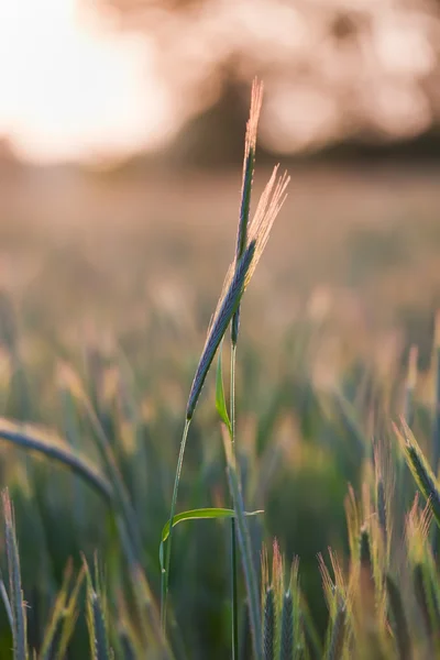 Close up of wheat on sunset — Stock Photo, Image