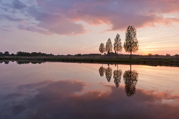 stock image Leafless tree near lake on sunset