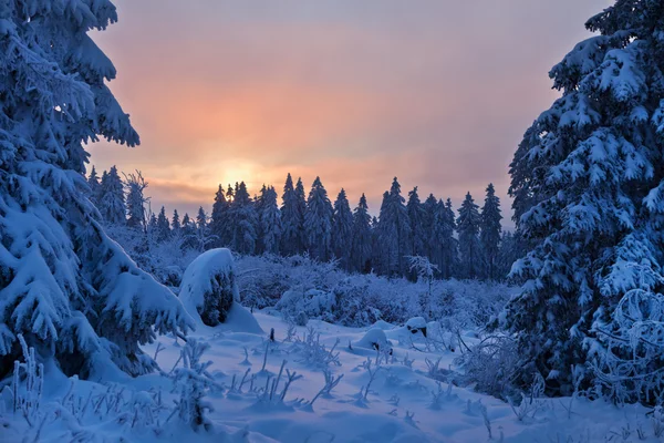 Bosque de invierno en las montañas de Harz, Alemania — Foto de Stock