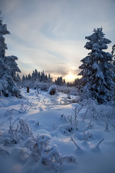 Winter forest in de harz gebergte, Duitsland — Stockfoto