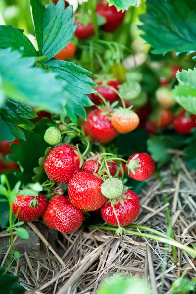 Closeup of fresh organic strawberries Stock Photo