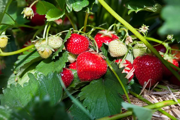 Primer plano de fresas orgánicas frescas Fotos De Stock Sin Royalties Gratis