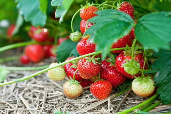 Primer plano de fresas orgánicas frescas Imagen De Stock