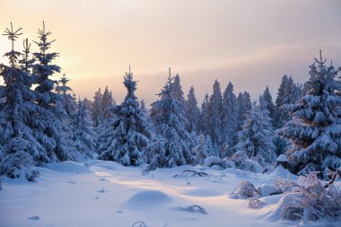 Almanya harz dağlarında kış orman