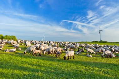 A summer landscape and herd sheep clipart