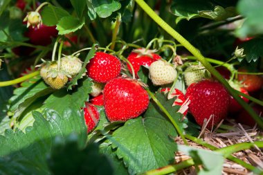 Closeup of fresh organic strawberries clipart