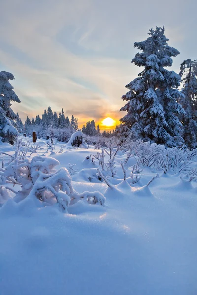 Zimní Les v horách harz, Německo — Stock fotografie