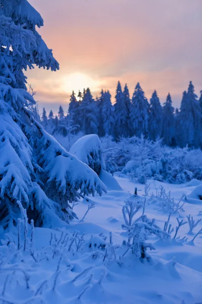 Las zima w górach harz, Niemcy — Zdjęcie stockowe