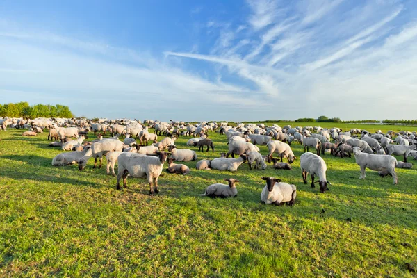 stock image A summer landscape and herd sheep