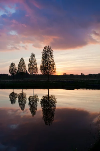 Leafless tree near lake on sunset — Stock Photo, Image