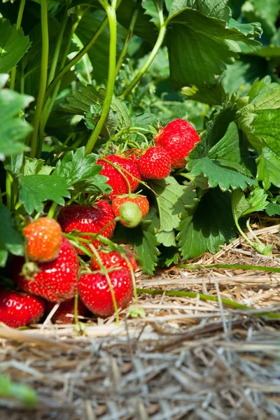 Nahaufnahme von frischen Bio-Erdbeeren — Stockfoto