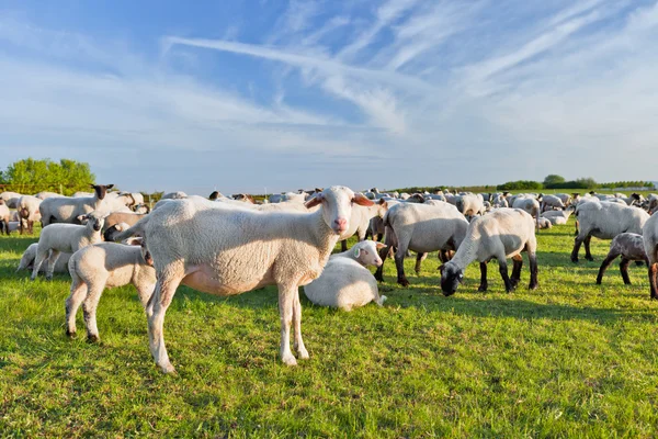 A summer landscape and herd sheep — Stock Photo, Image