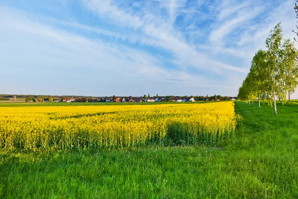 stock image A summer landscape