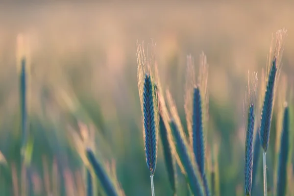 Close up of wheat on sunset — Stock Photo, Image