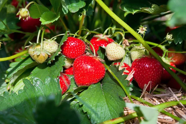 Gros plan de fraises biologiques fraîches — Photo