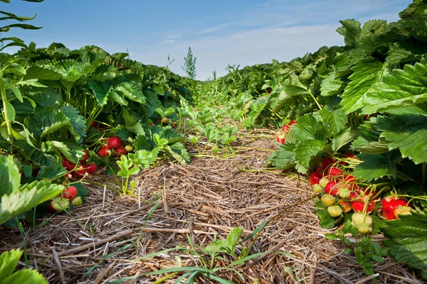 stock image Closeup of fresh organic strawberries