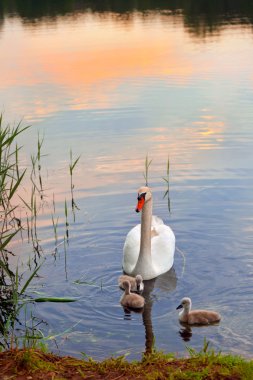 Swans with nestlings at sunset clipart