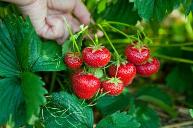 Closeup of fresh organic strawberries clipart