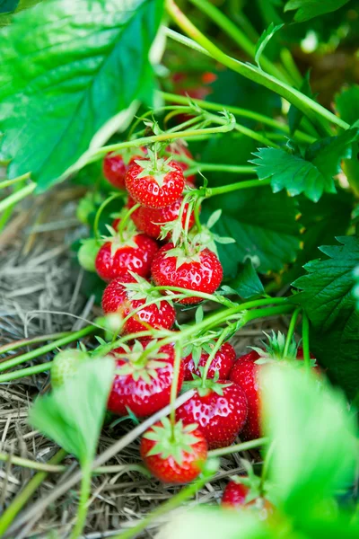 新鲜有机草莓的包装 — 图库照片