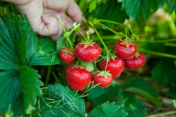 Närbild av färska ekologiska jordgubbar — Stockfoto