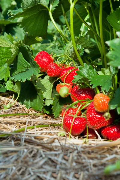 Gros plan de fraises biologiques fraîches — Photo