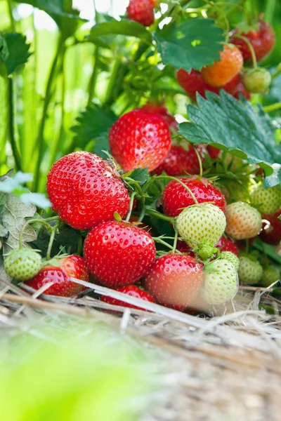 Detailní záběr čerstvých organických jahod — Stock fotografie